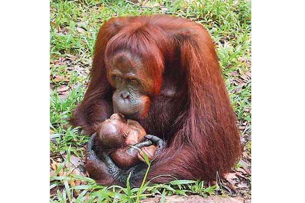 Mely Bayi Orang Utan Ke Lahir Di Lamandau