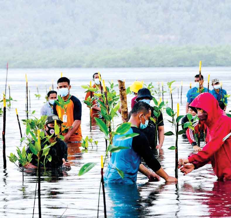 Pemerintah Akan Rehabilitasi 34.000 Ha Hutan Mangrove