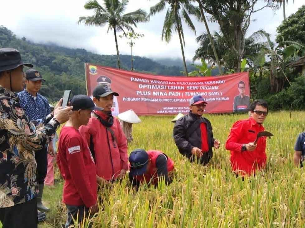 Beruntung Ganda Dengan Mina Padi