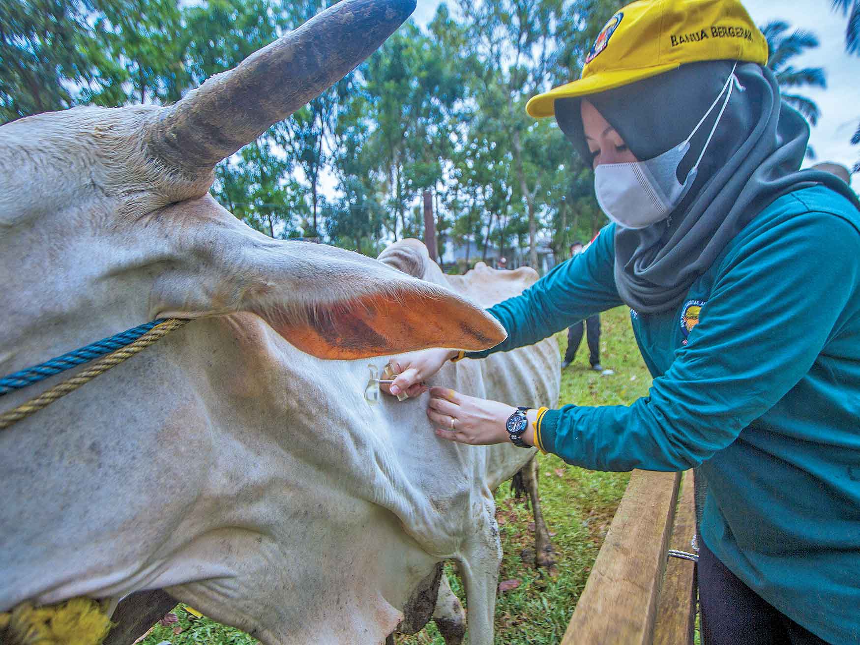 Berharap Pada Inseminasi Buatan